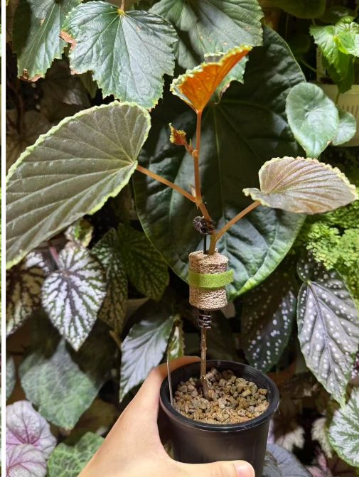 草木计划 MiniJungle® 项目实景