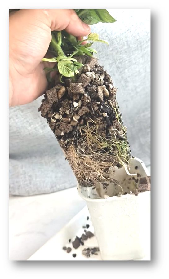 草木计划 MiniJungle® 项目实景