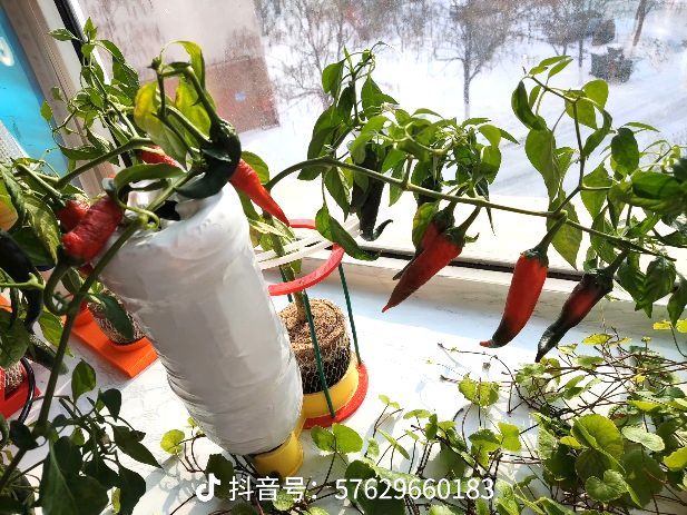 Xponge® 科培基 vs 传统土壤：一场颠覆性的基质革命