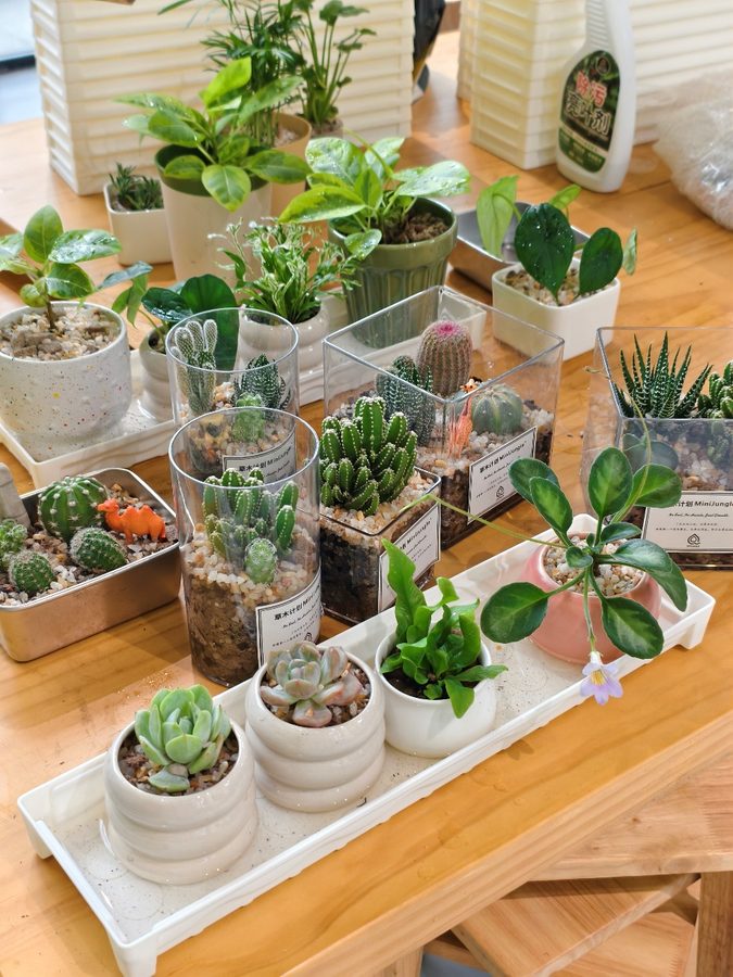 草木计划 MiniJungle® 项目实景