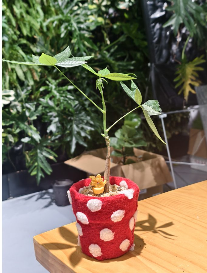 草木计划 MiniJungle® 项目实景