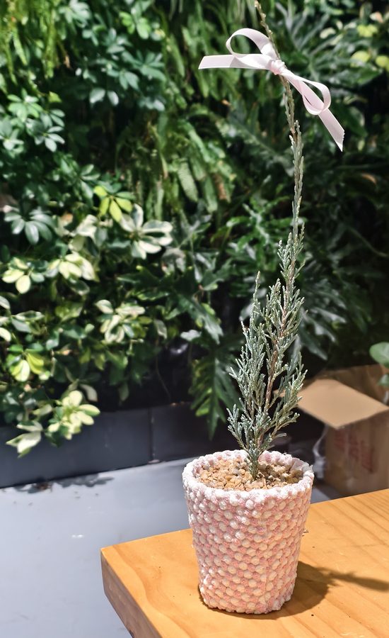 城市生态修复技术新范式：Xponge®科培基在边坡与护坡绿化中的应用