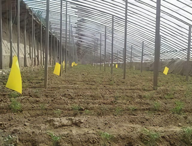 草木计划 MiniJungle® 项目实景