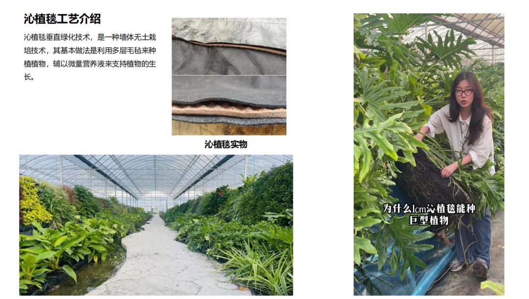 草木计划 MiniJungle® 项目实景