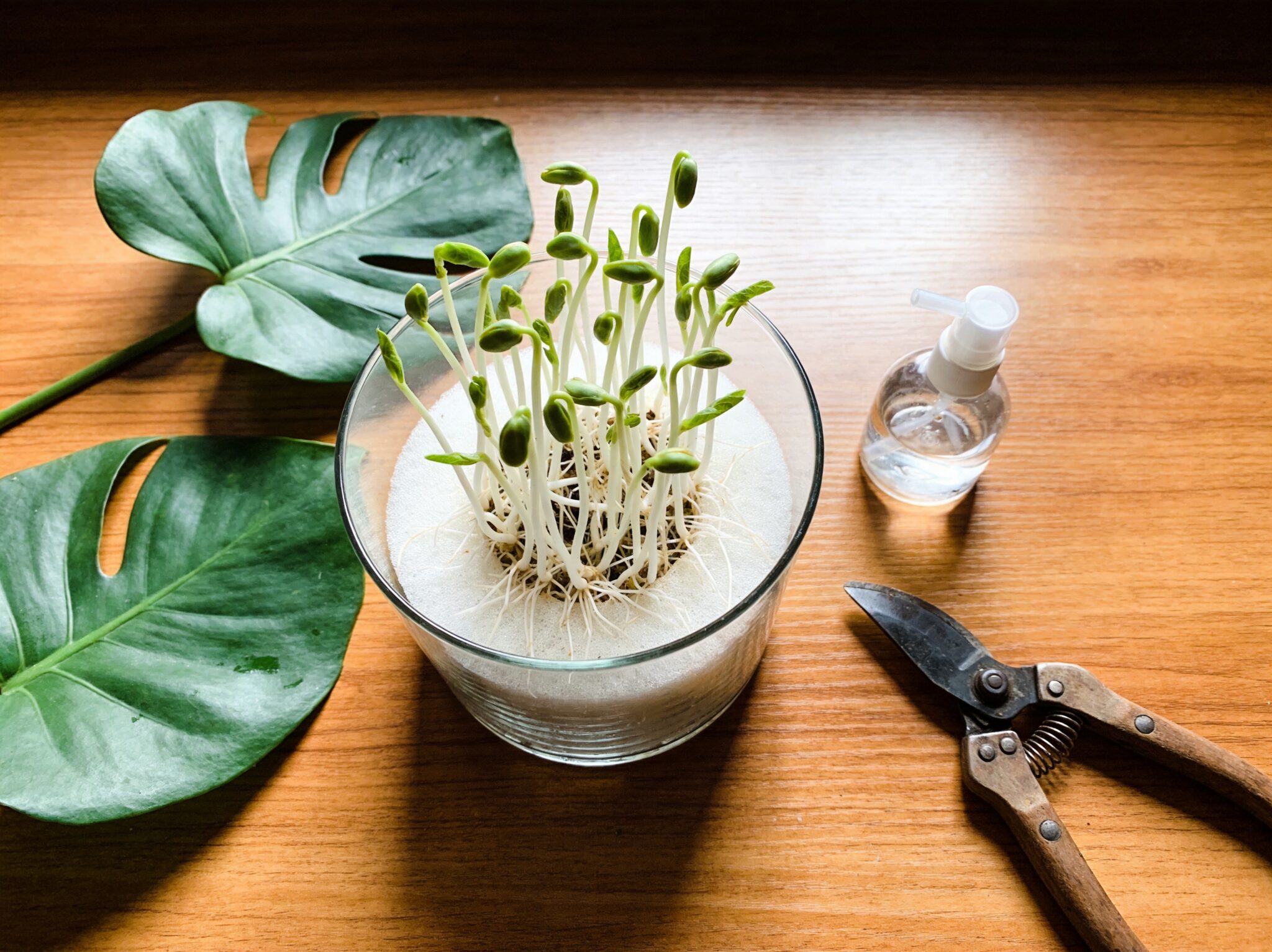 热植孵蛋新方法:用Xponge科培基让海芋和蔓绿绒快速生根